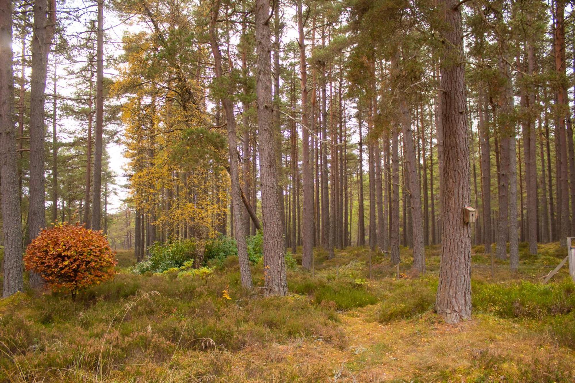 Dalnaglar
